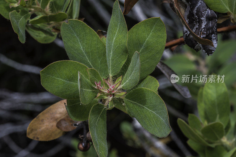 columbia Arctostaphylos是manzanita的一种，俗称毛manzanita。云云顿州立公园，加州门多西诺县。杜鹃花科。